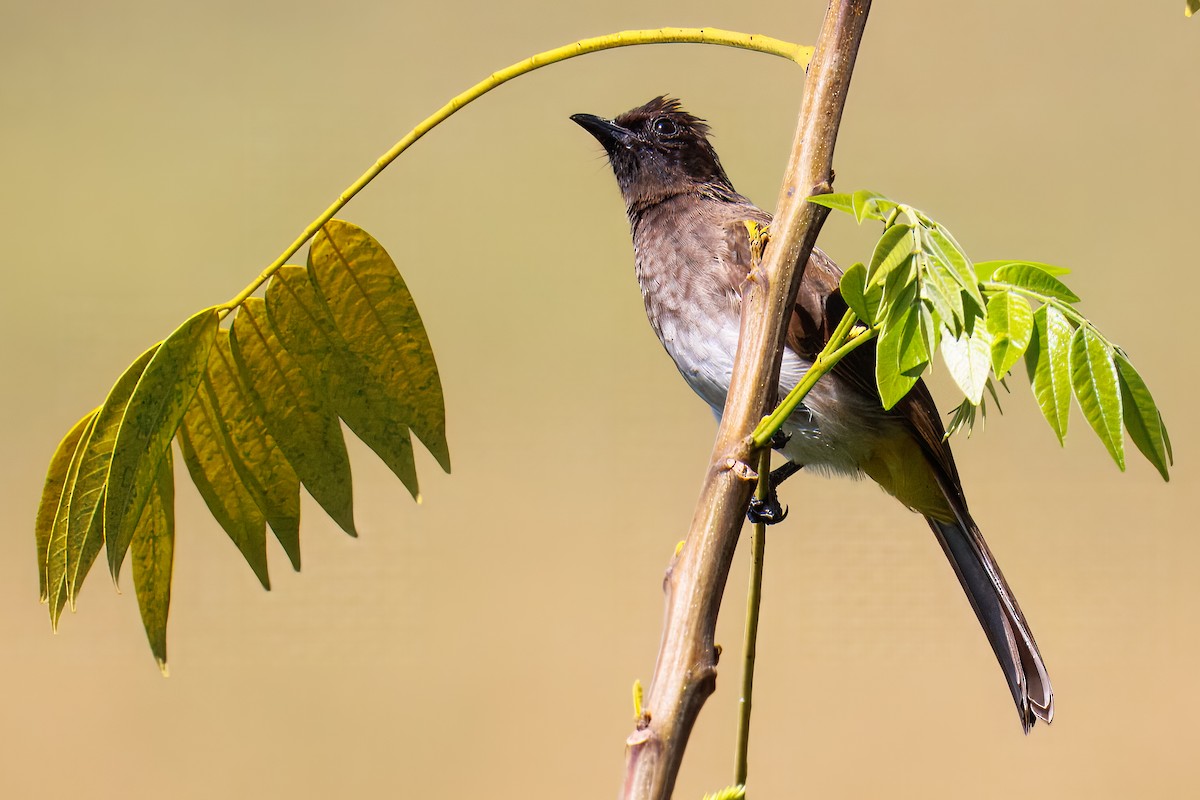 アフリカヒヨドリ - ML644681545