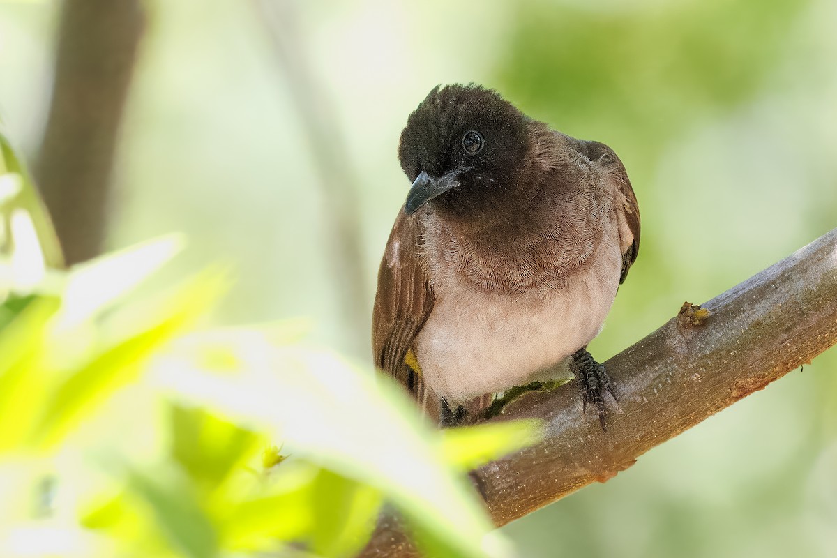 アフリカヒヨドリ - ML644681546