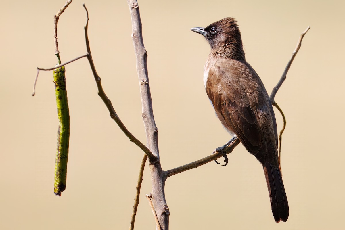 アフリカヒヨドリ - ML644681547