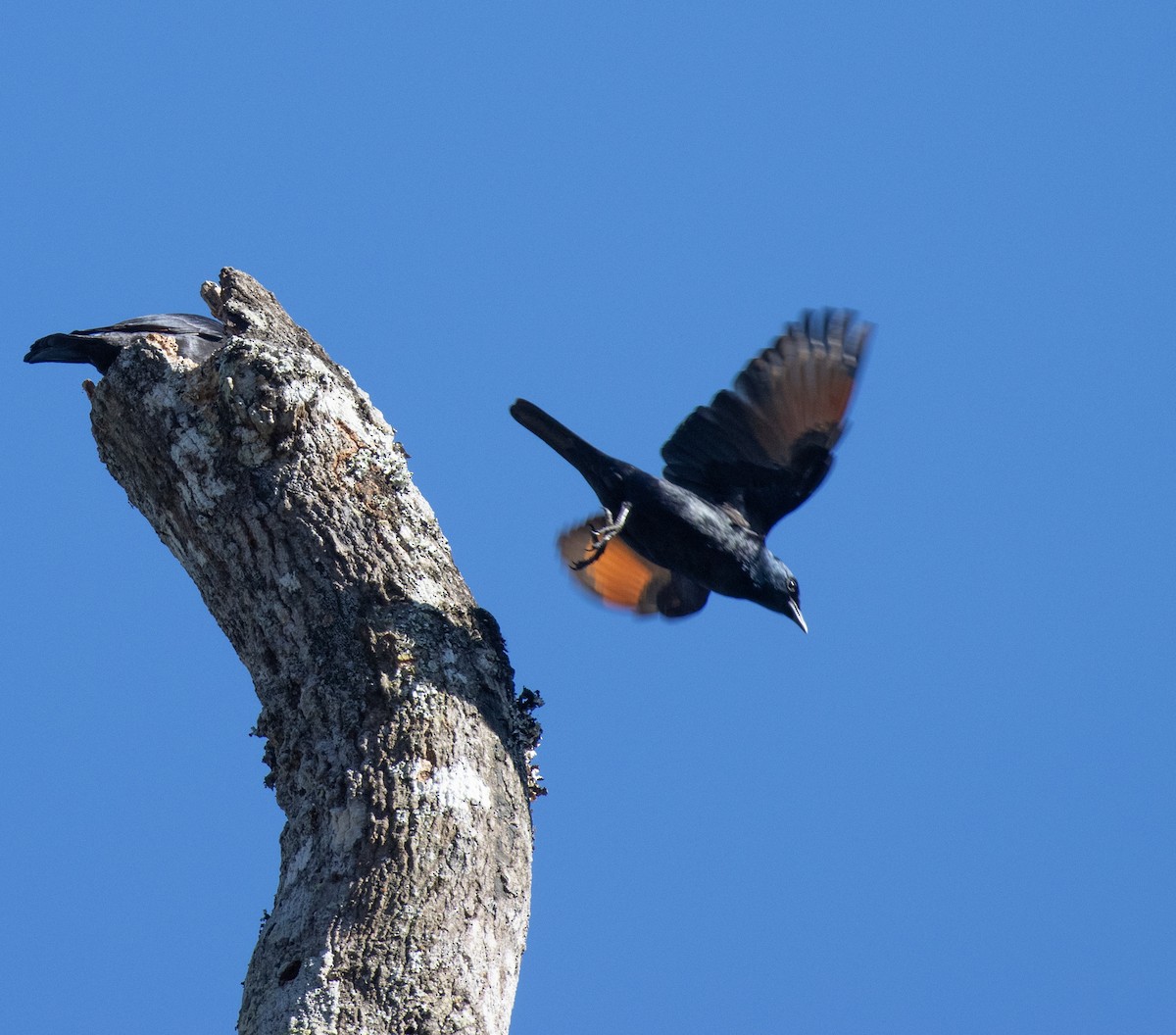 コンゴテリムク - ML644681549