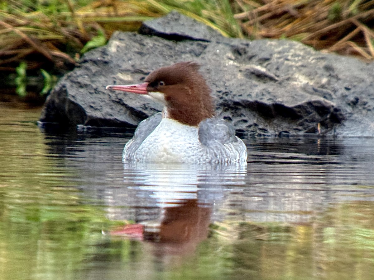 カワアイサ - ML644681550