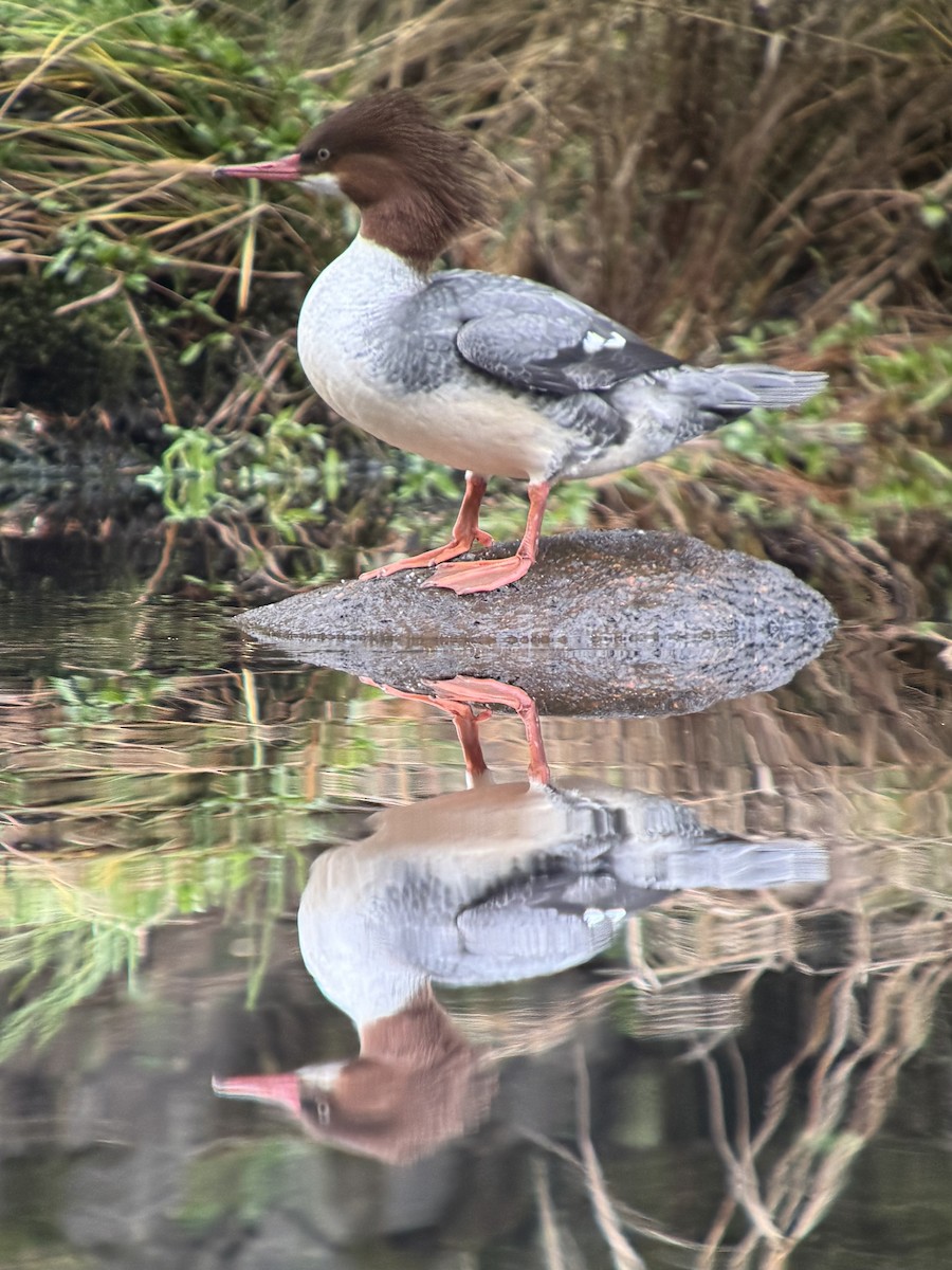 カワアイサ - ML644681551