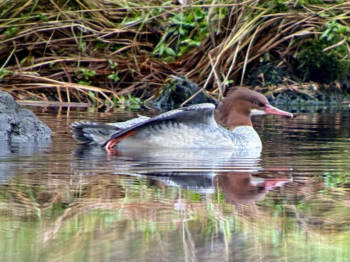 カワアイサ - ML644681552