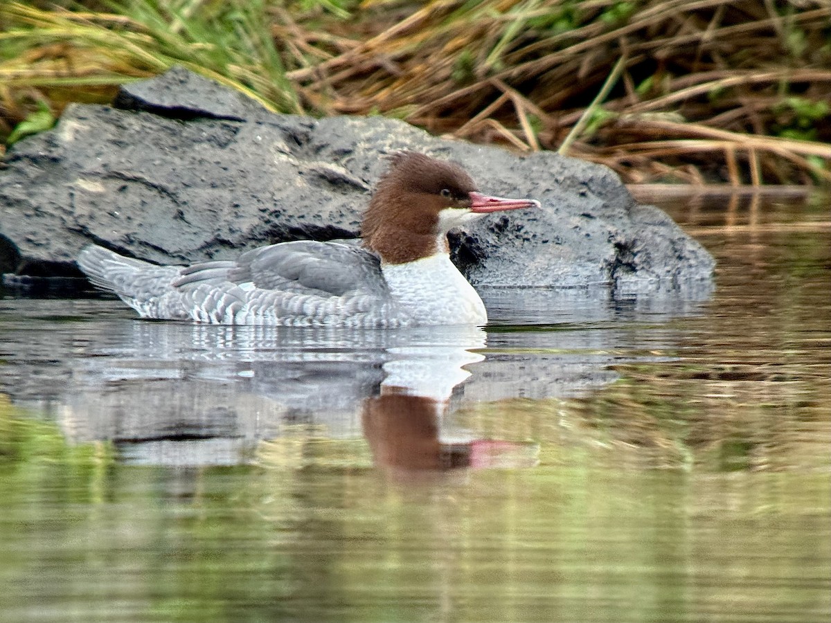 カワアイサ - ML644681553