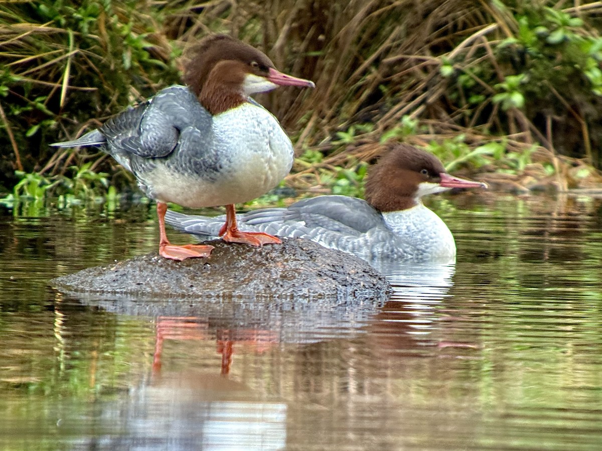 カワアイサ - ML644681554