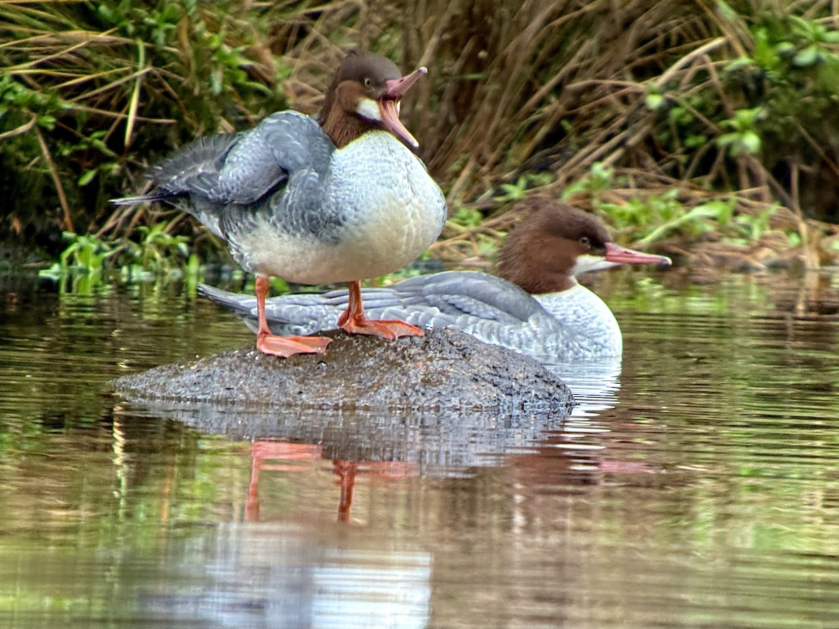 カワアイサ - ML644681555