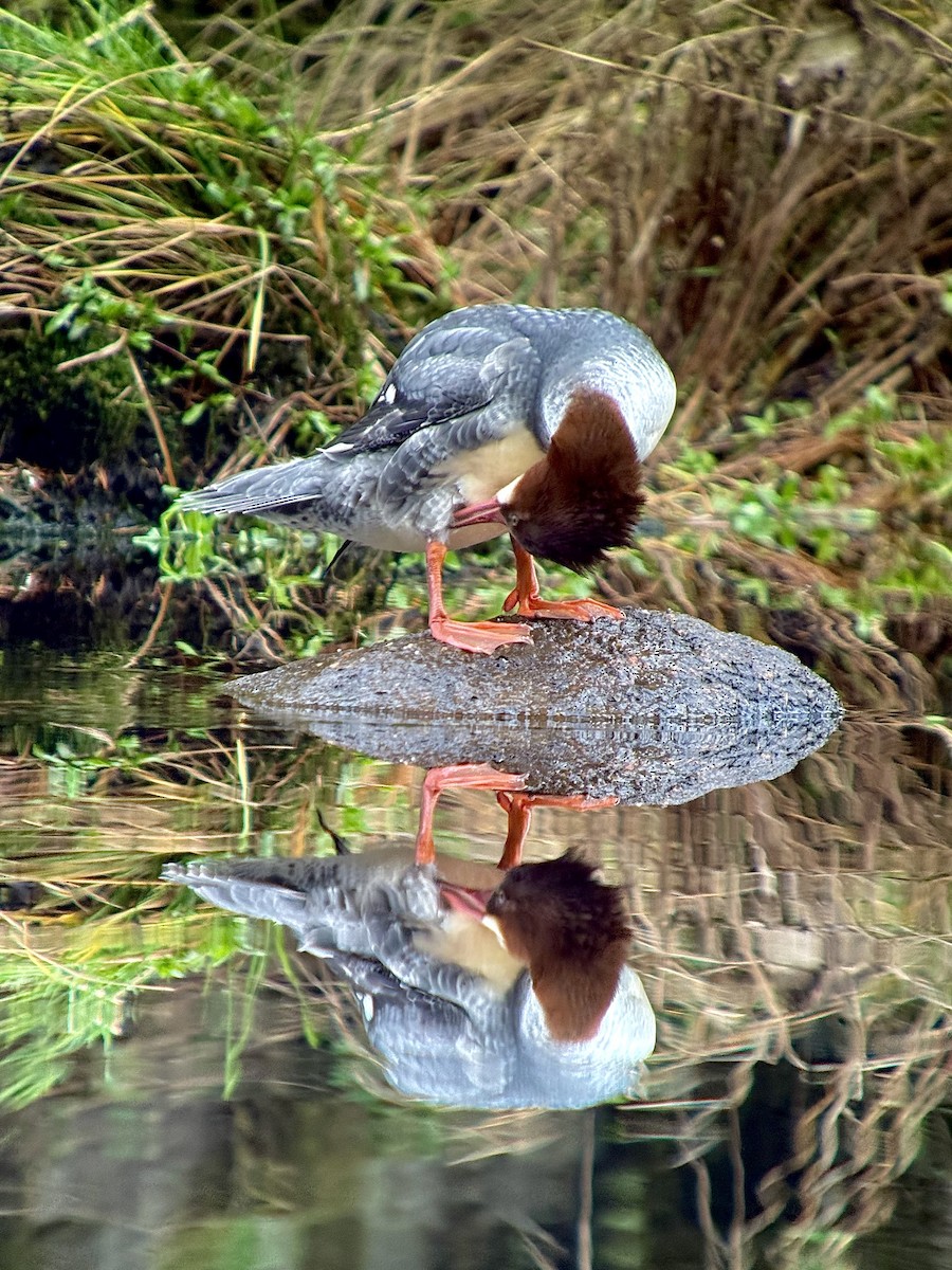 カワアイサ - ML644681556