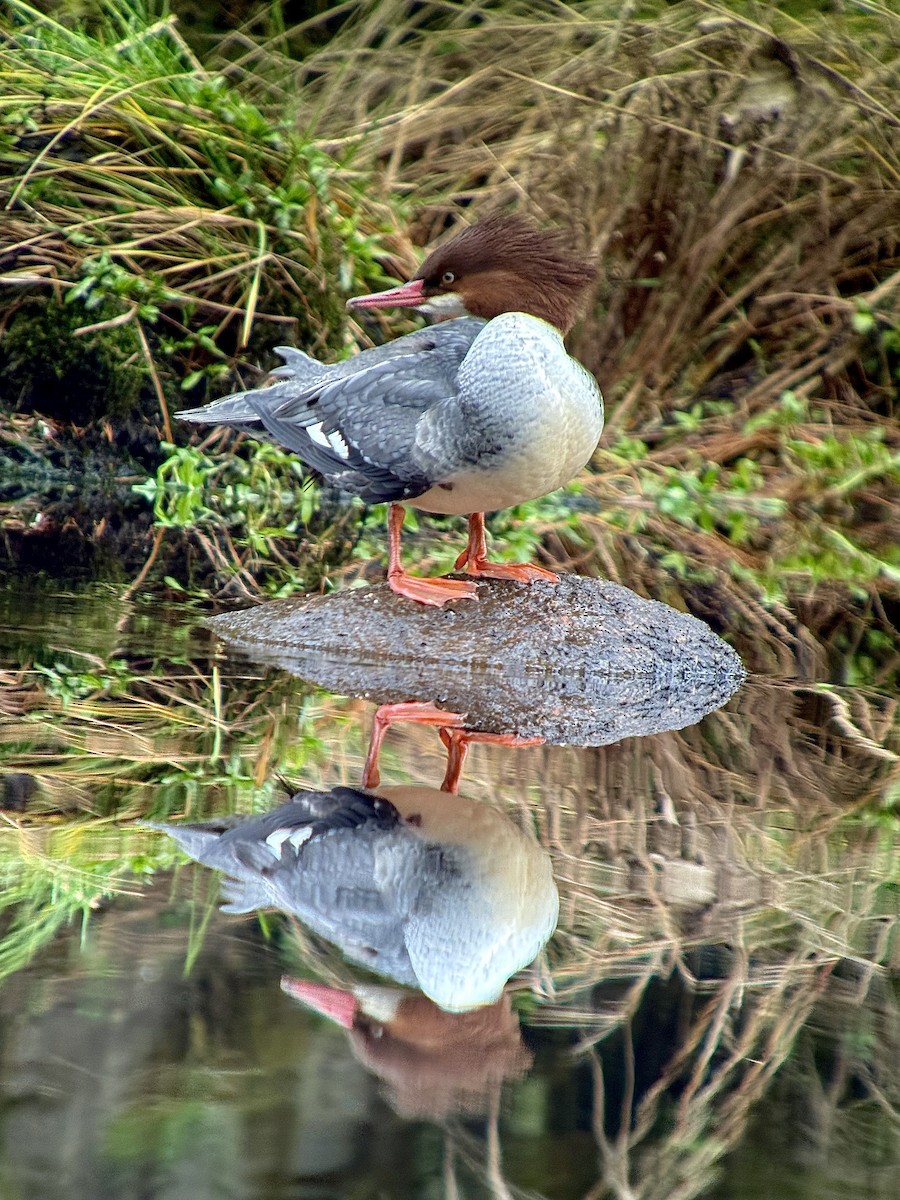 カワアイサ - ML644681557