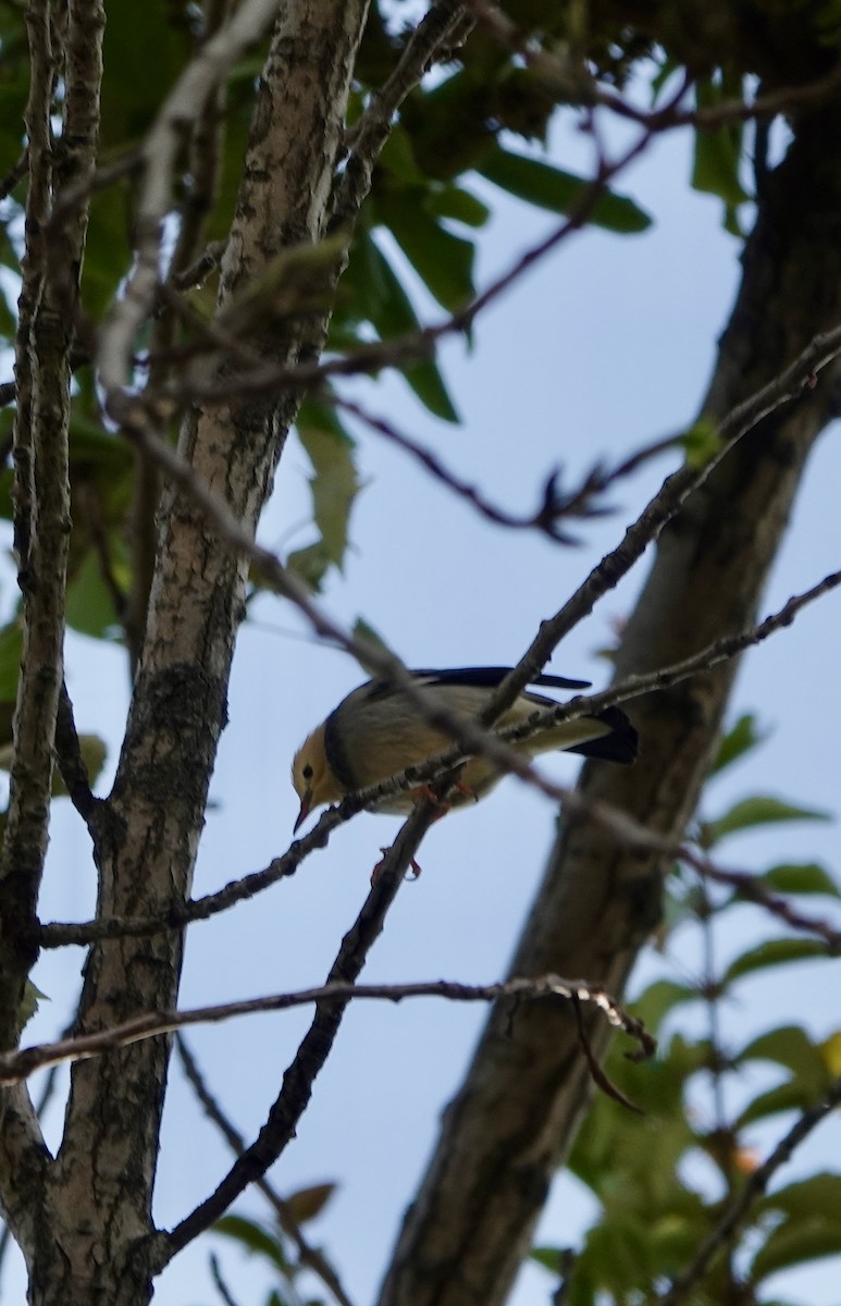 ギンムクドリ - ML644681560