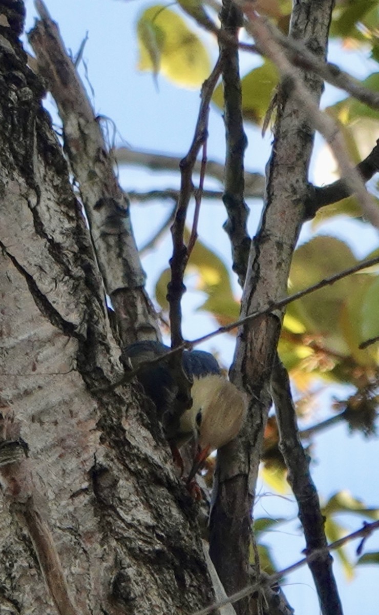 ギンムクドリ - ML644681561