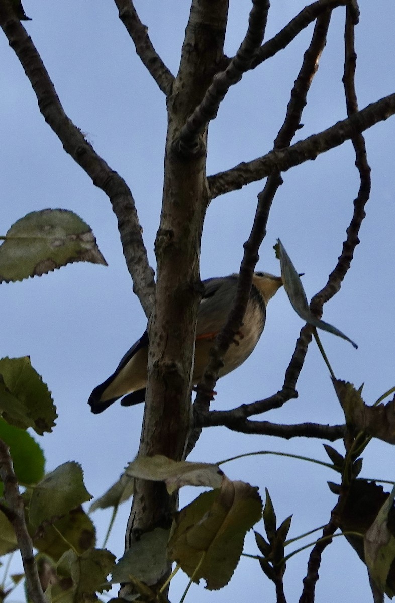 ギンムクドリ - ML644681562