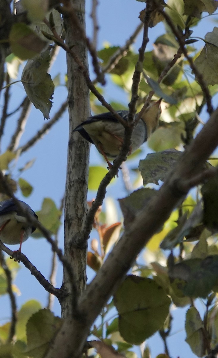 ギンムクドリ - ML644681565