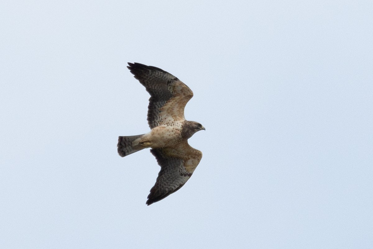 ワシノスリ - ML644681569