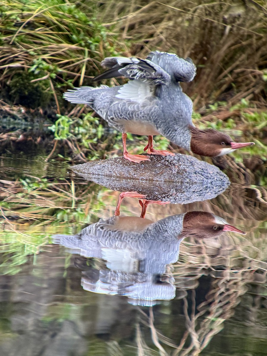 カワアイサ - ML644681570