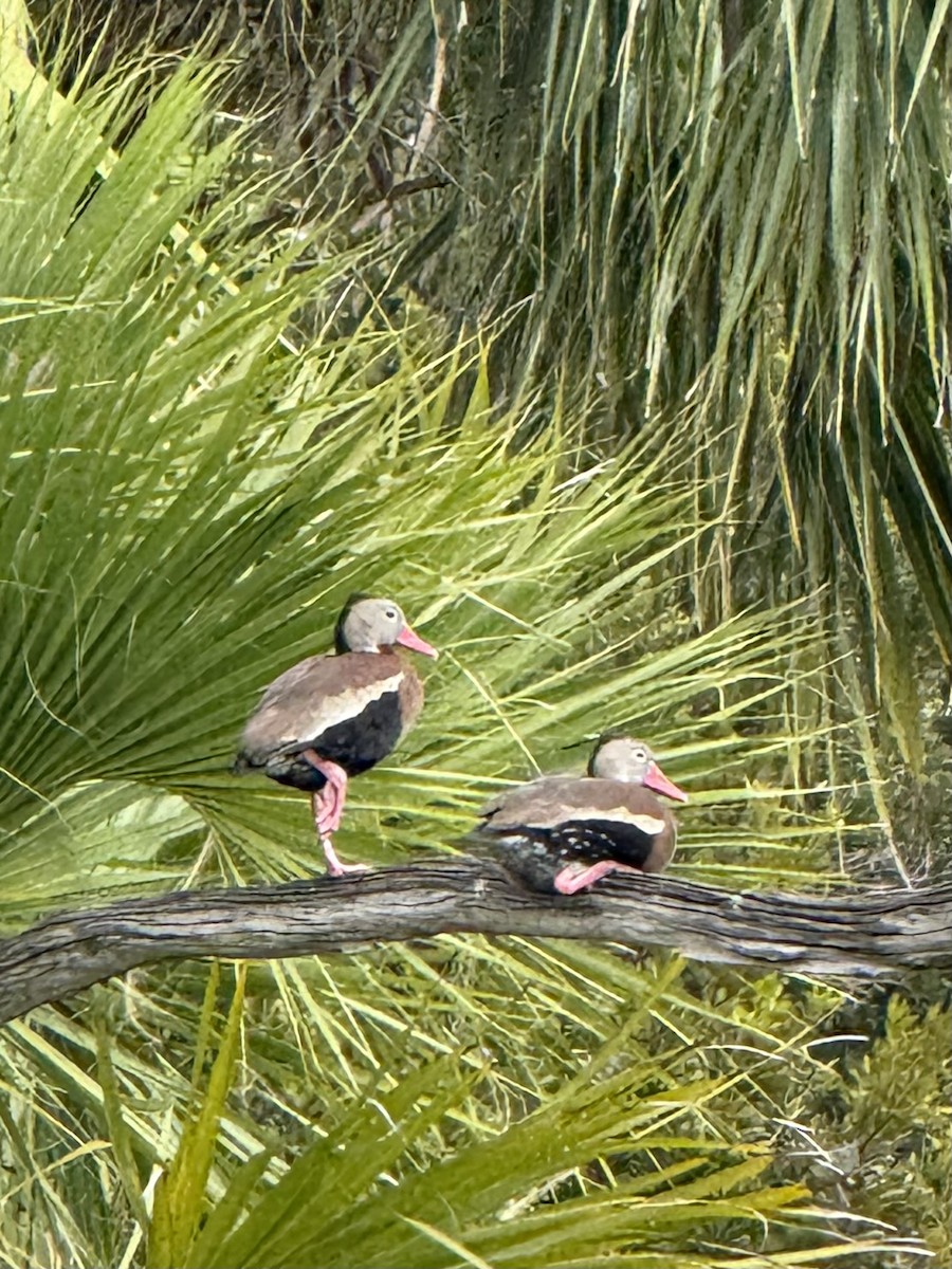 Black-bellied Whistling-Duck - ML644681571