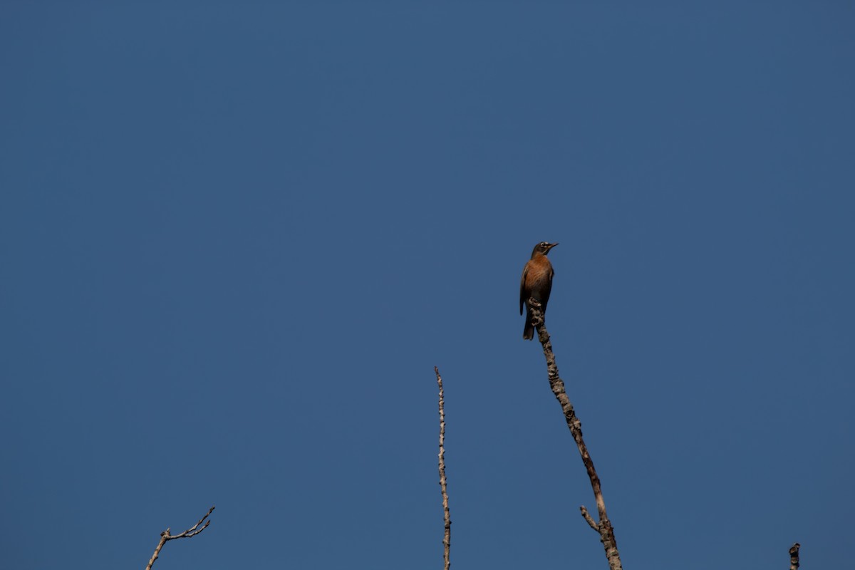 drozd stěhovavý - ML644681574