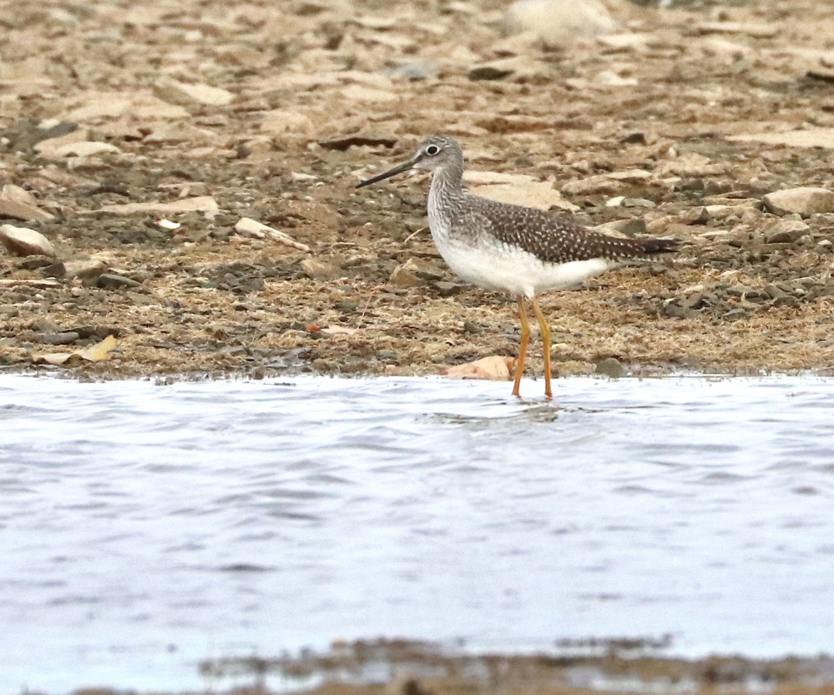 Greater Yellowlegs - ML644681581