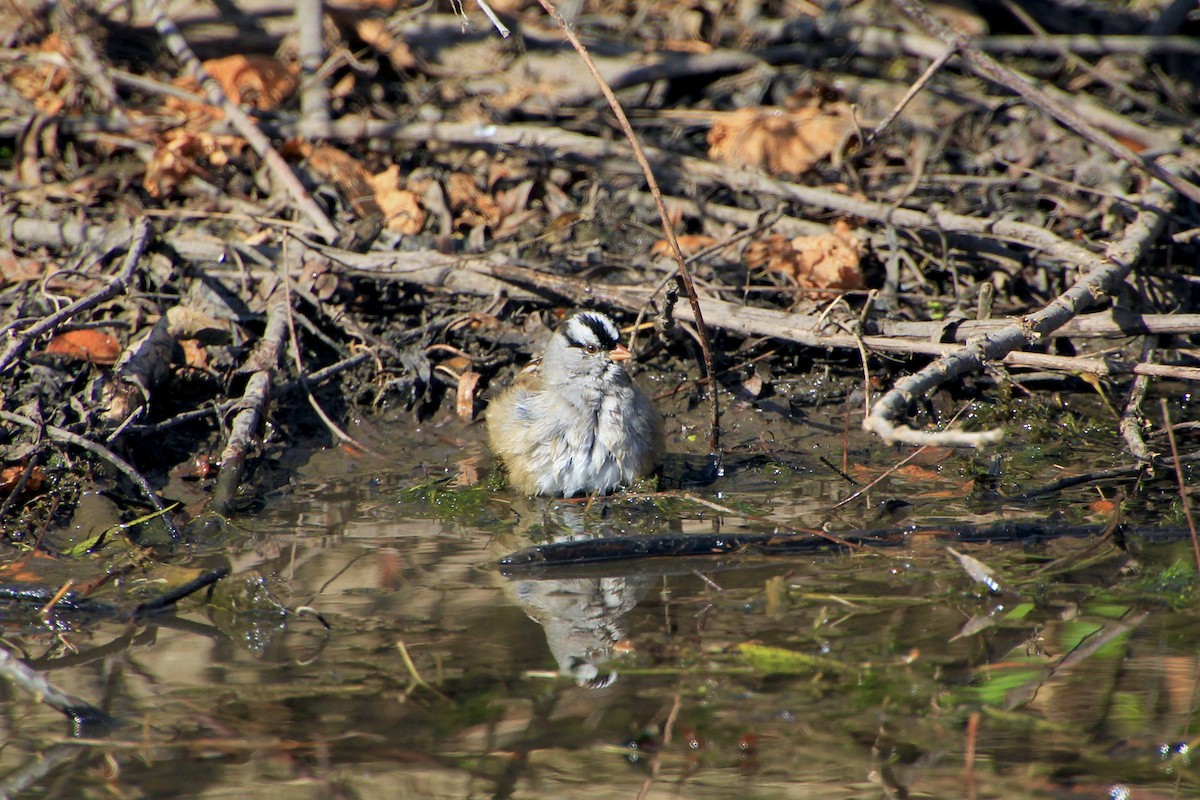 White-crowned Sparrow - ML644681588