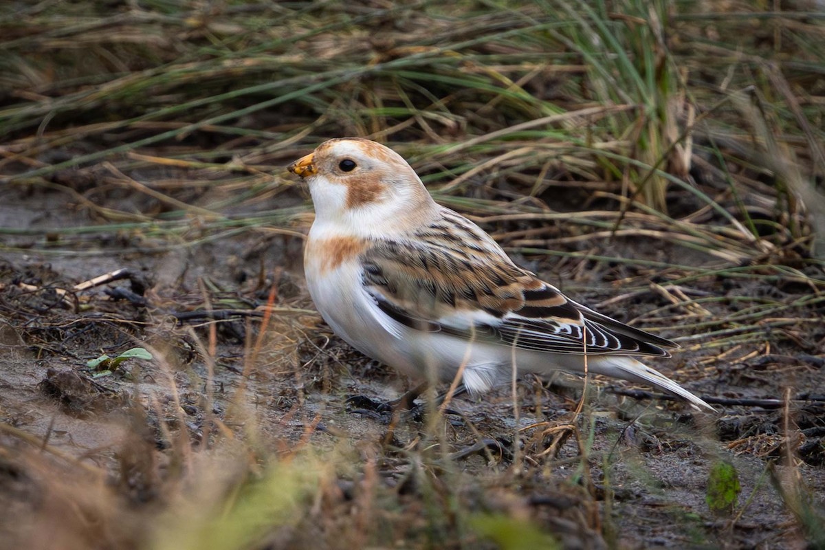 Zigolo delle nevi - ML644681590