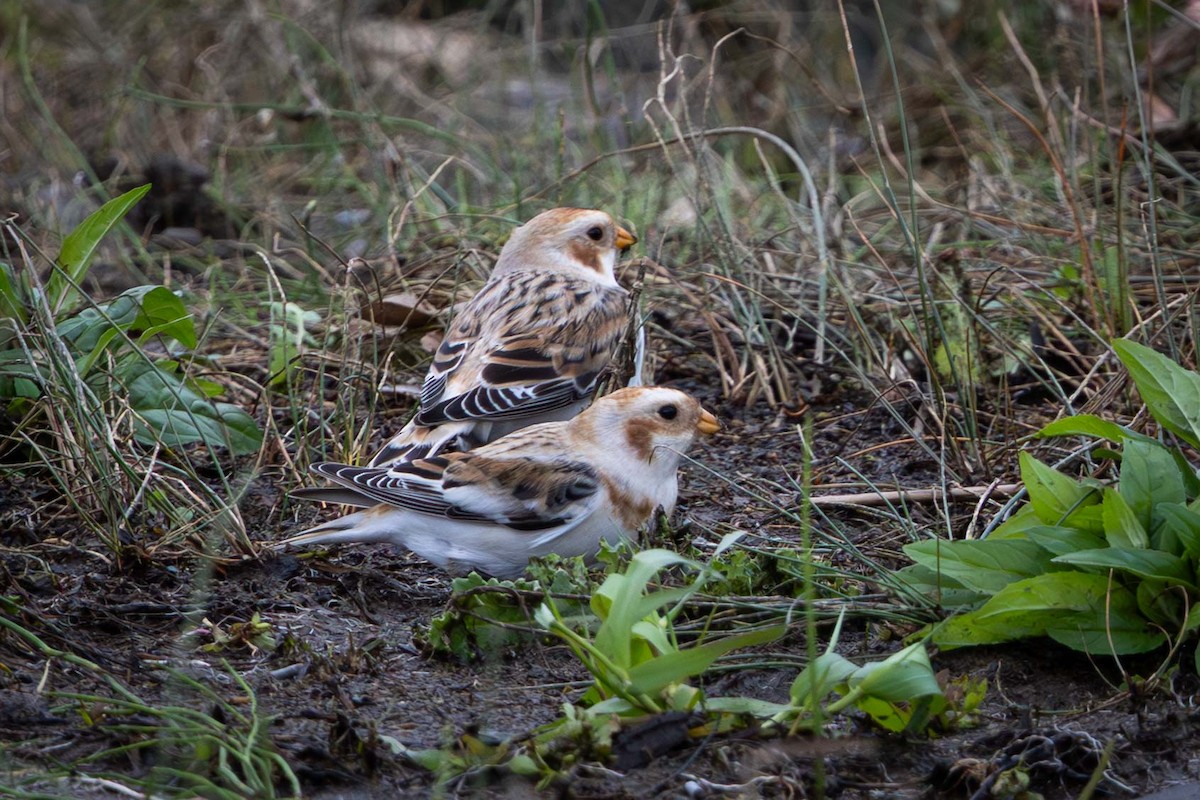 Zigolo delle nevi - ML644681591