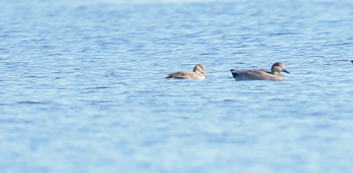 Boz Ördek - ML644681592