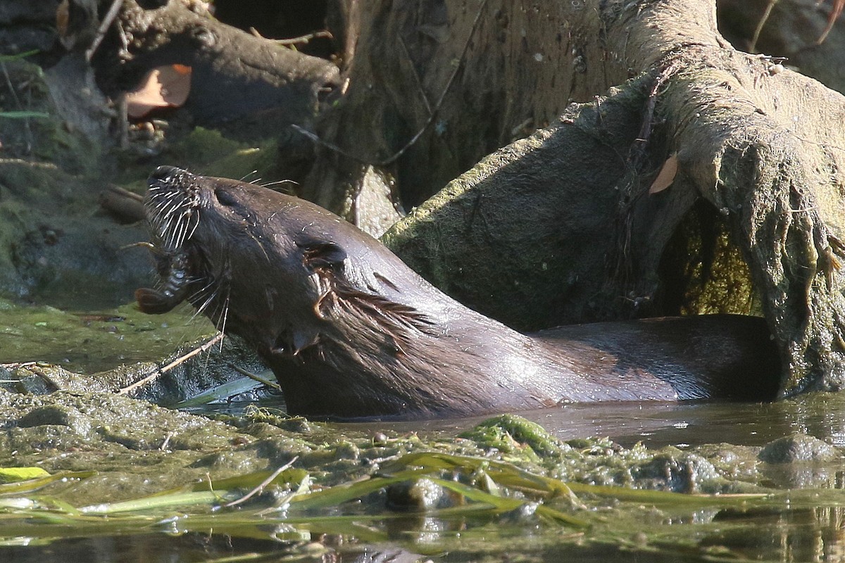 North American River Otter - ML644681593