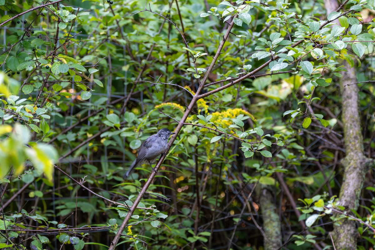 drozdec černohlavý - ML644681597