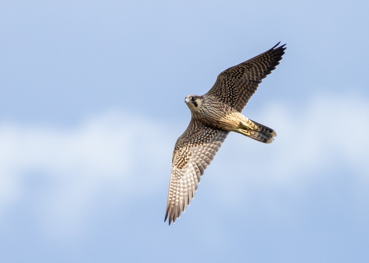 Peregrine Falcon - ML644681601
