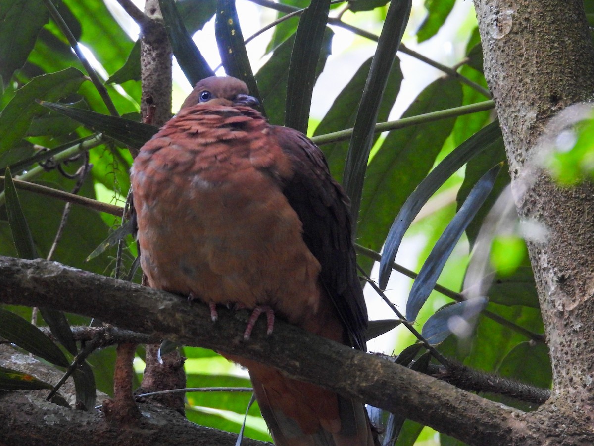 Brown Cuckoo-Dove - ML644681603