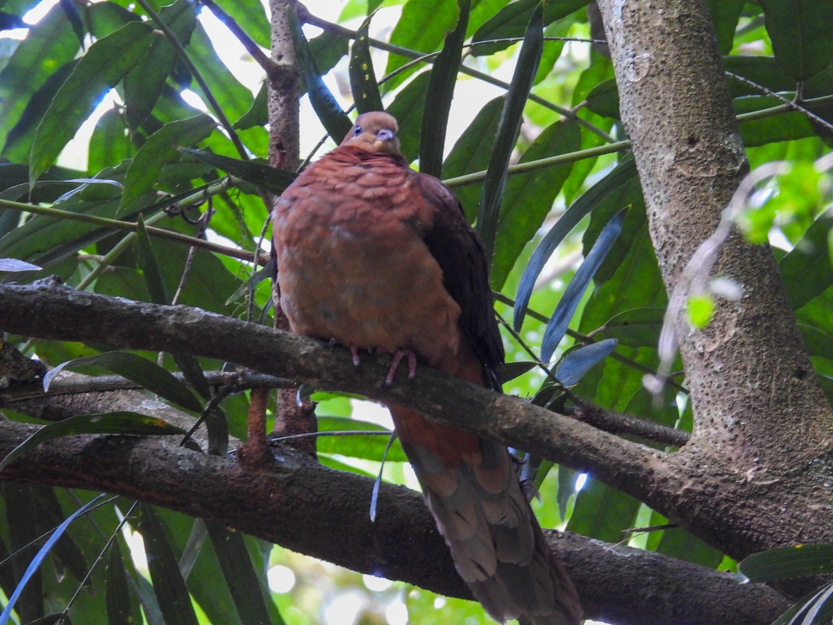 Brown Cuckoo-Dove - ML644681604