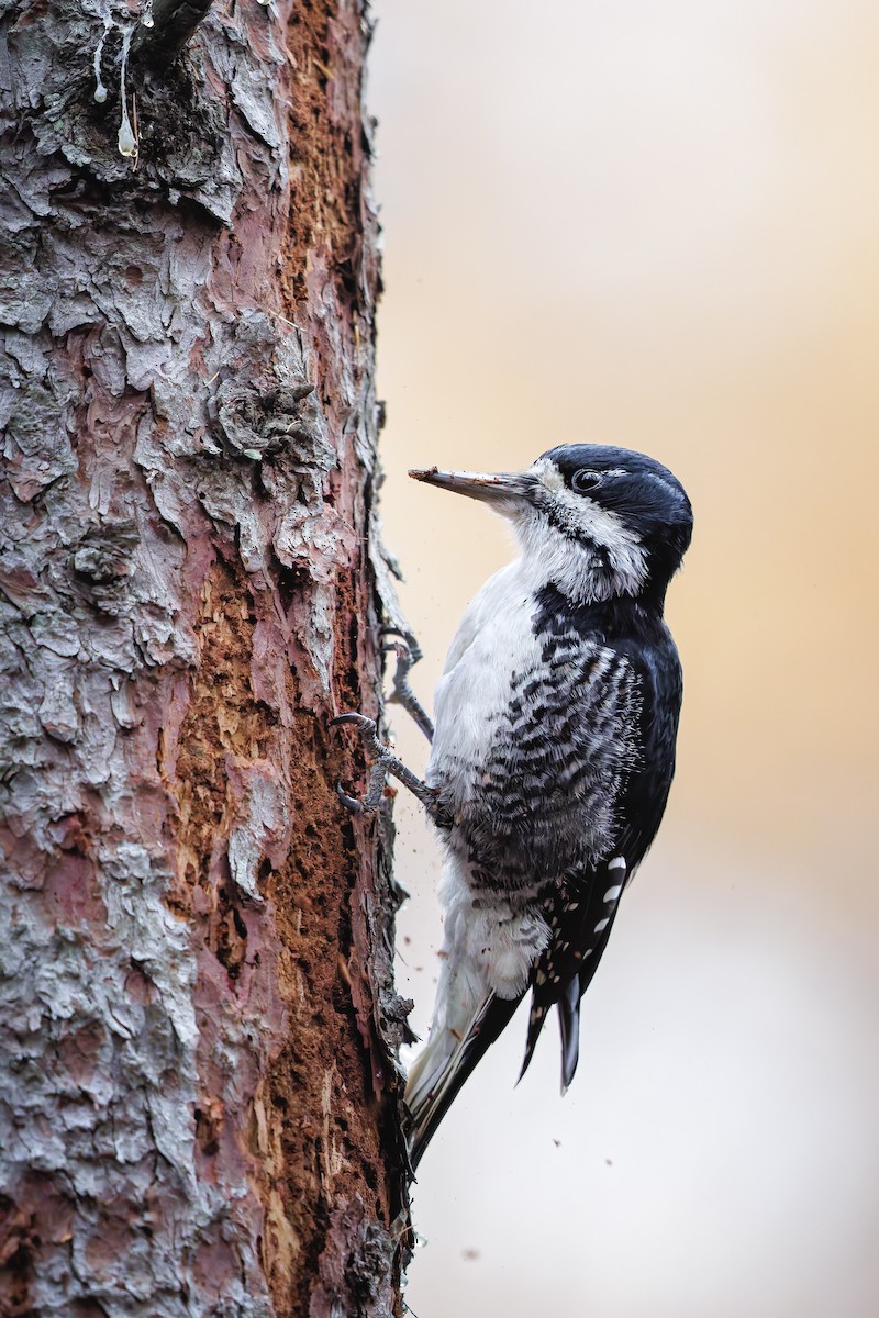 Black-backed Woodpecker - ML644681605
