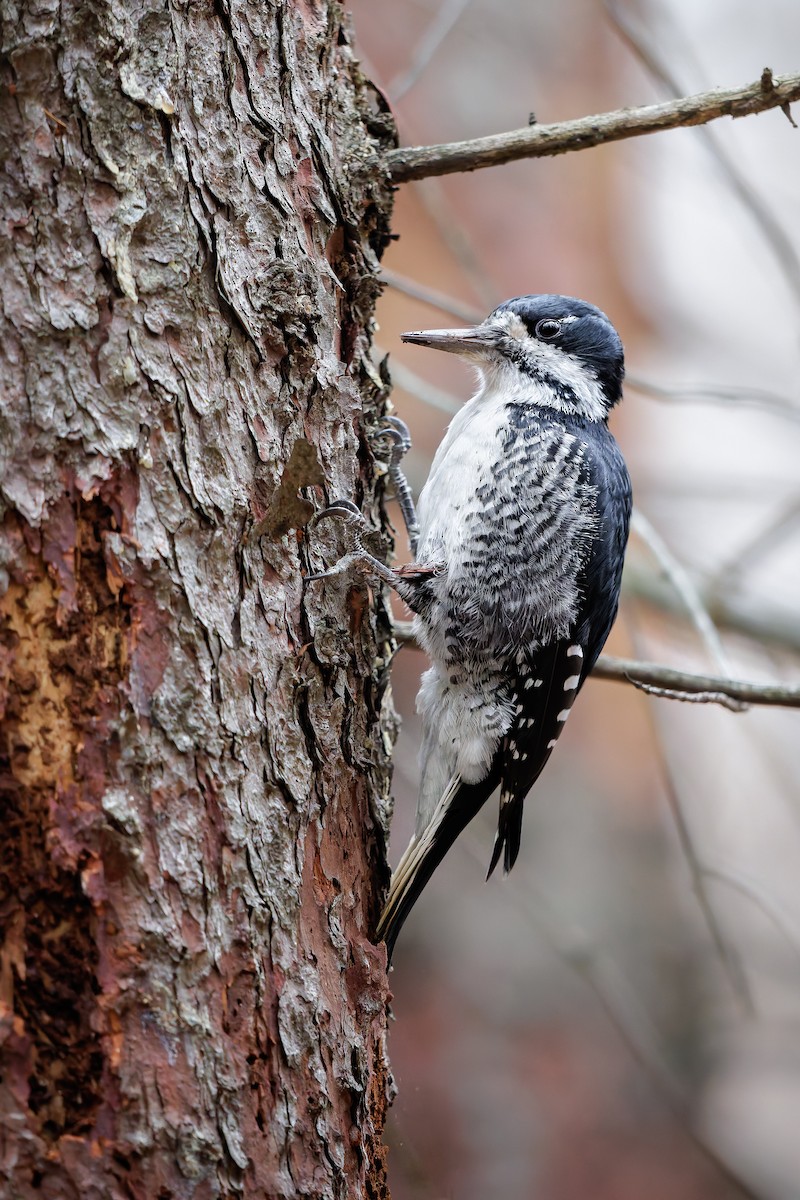 Black-backed Woodpecker - ML644681606