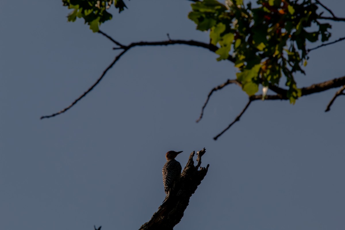 Red-bellied Woodpecker - ML644681608