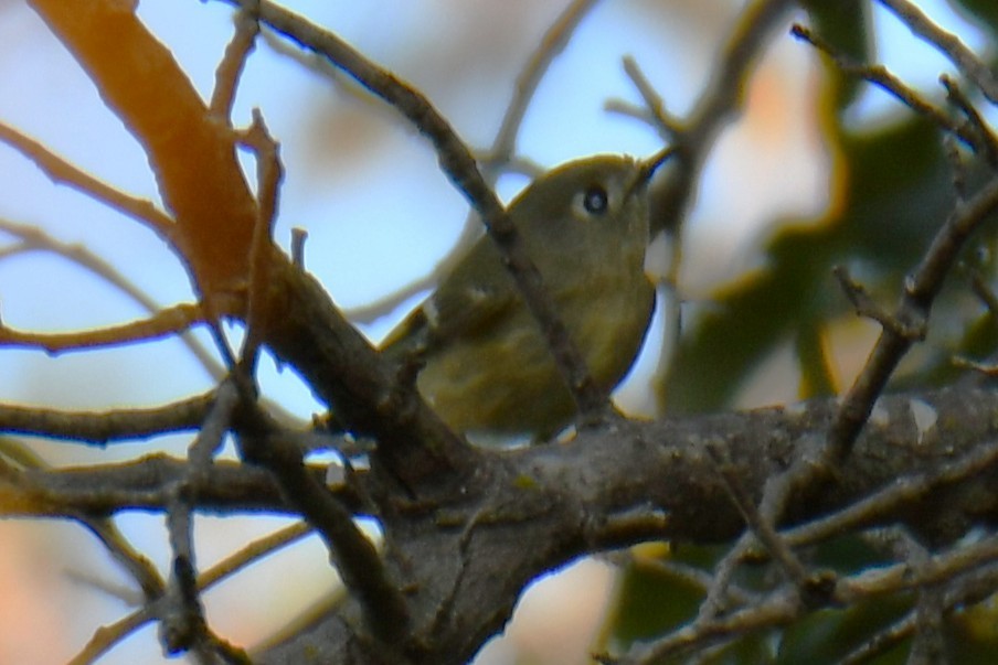 Rubingoldhähnchen - ML644681610