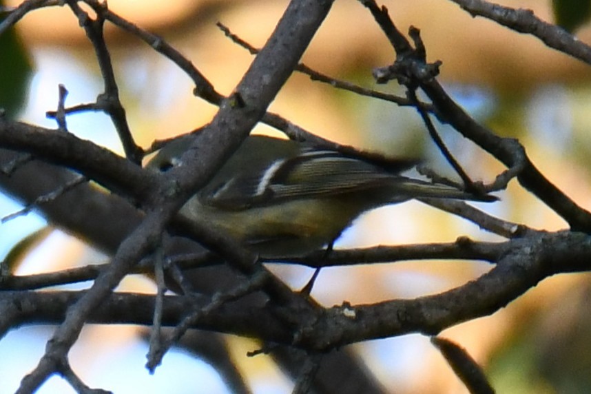 Rubingoldhähnchen - ML644681612