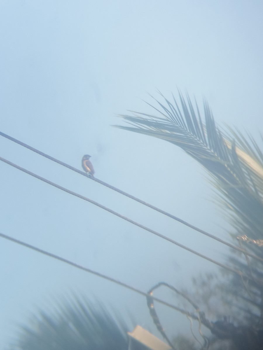 Capucin à ventre roux - ML644681613