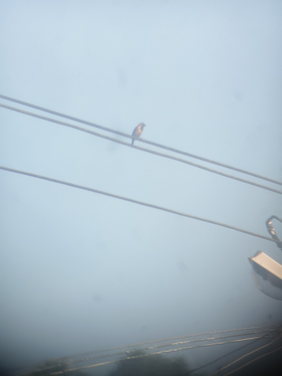 Capucin à ventre roux - ML644681614