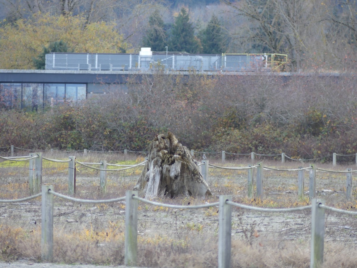 Mountain Bluebird - ML644681622