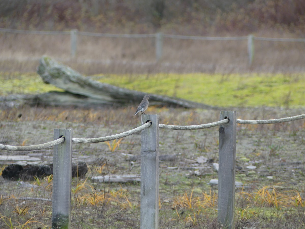 Mountain Bluebird - ML644681623