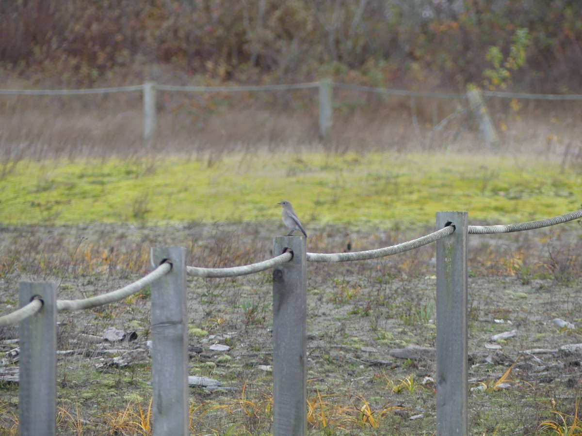 Mountain Bluebird - ML644681624