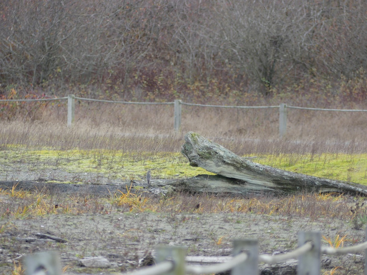 Mountain Bluebird - ML644681625
