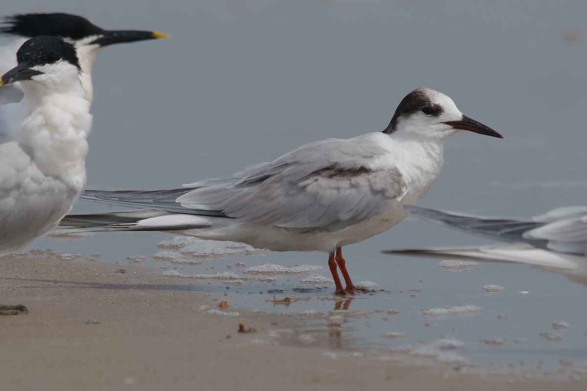 Common Tern - ML644681628