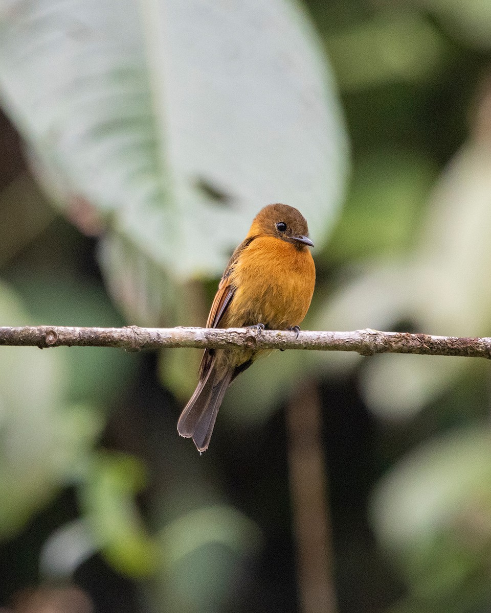 Cinnamon Flycatcher - ML644681631