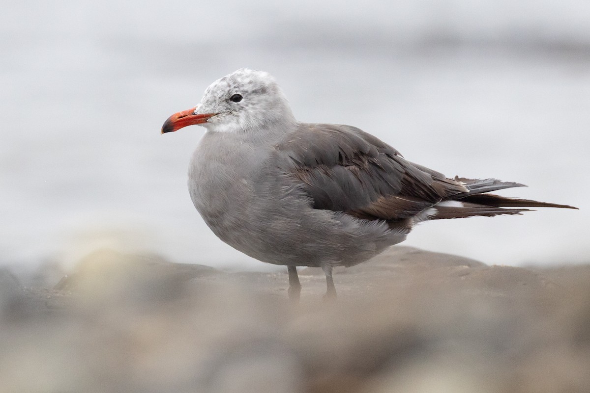 Goéland de Heermann - ML644681632