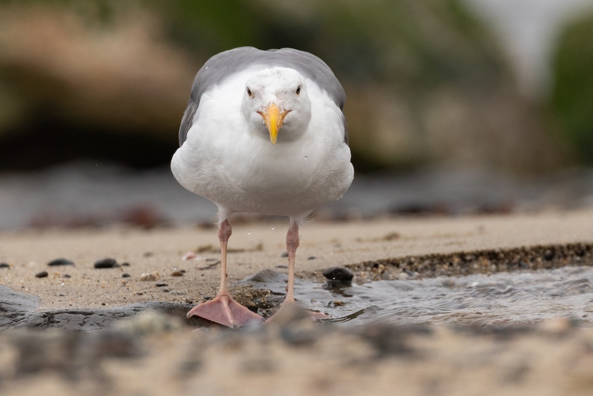 Goéland d'Audubon - ML644681634