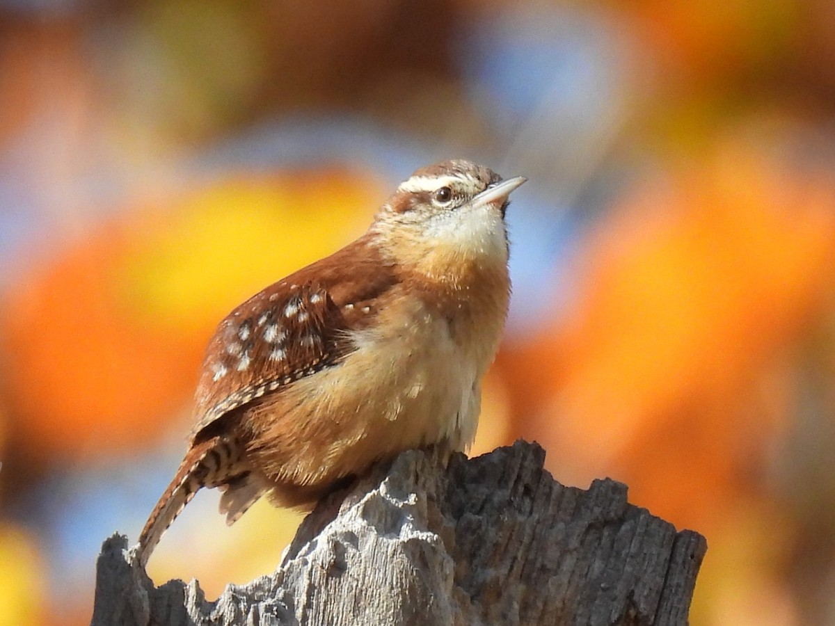 Carolina Wren - ML644681638