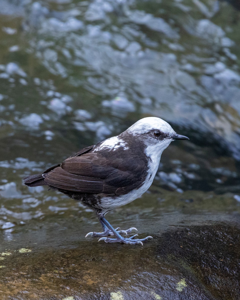 White-capped Dipper - ML644681639
