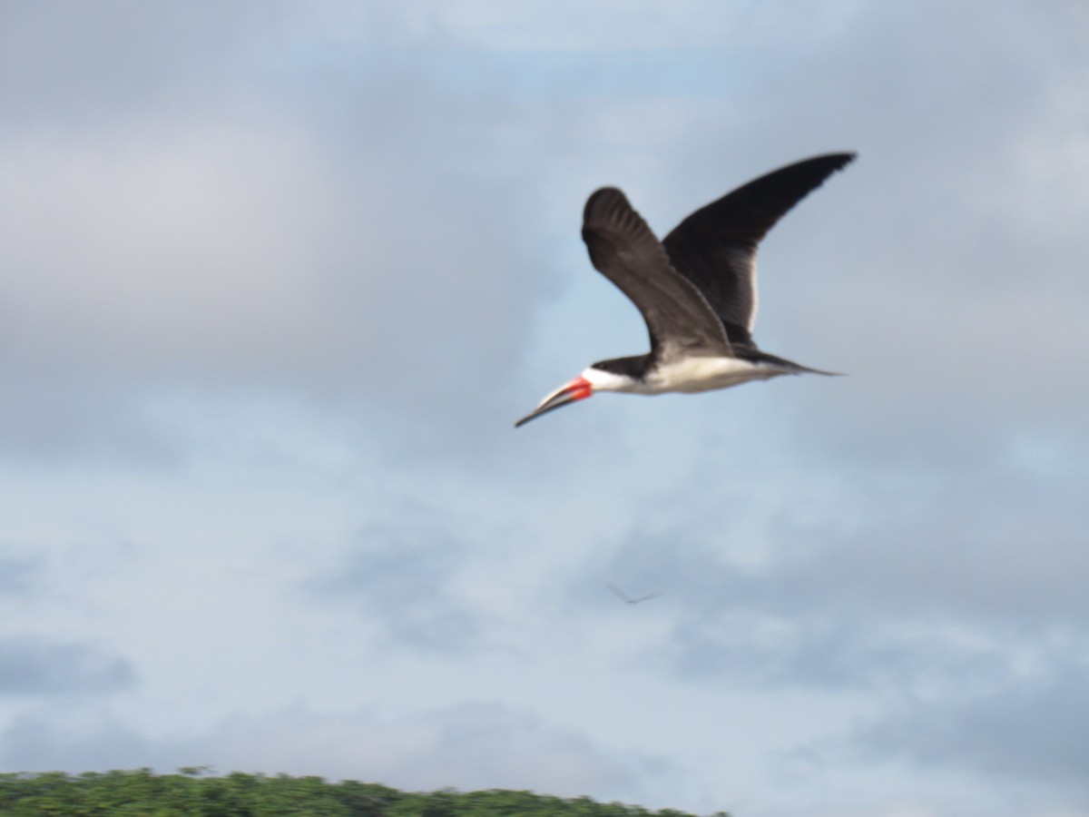 Bec-en-ciseaux noir - ML644681642