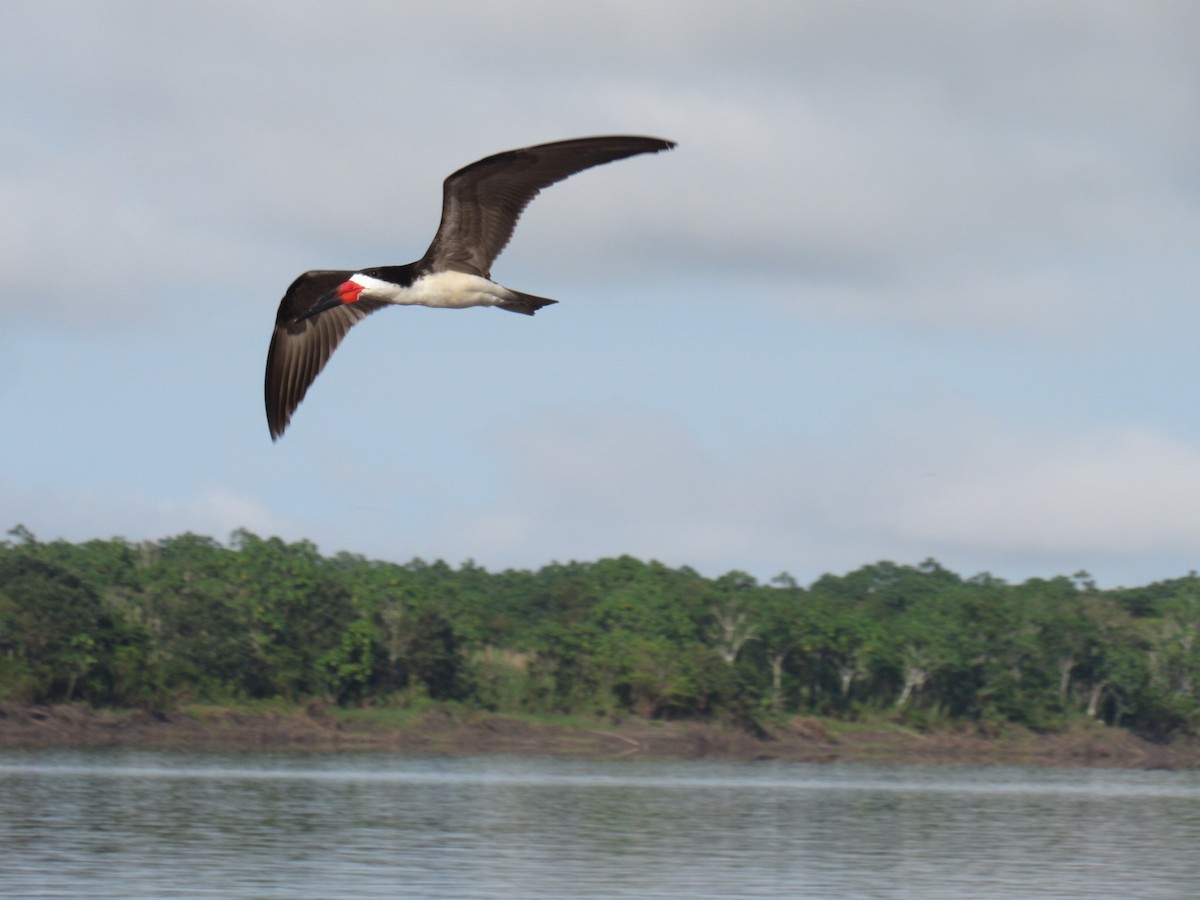 Bec-en-ciseaux noir - ML644681643