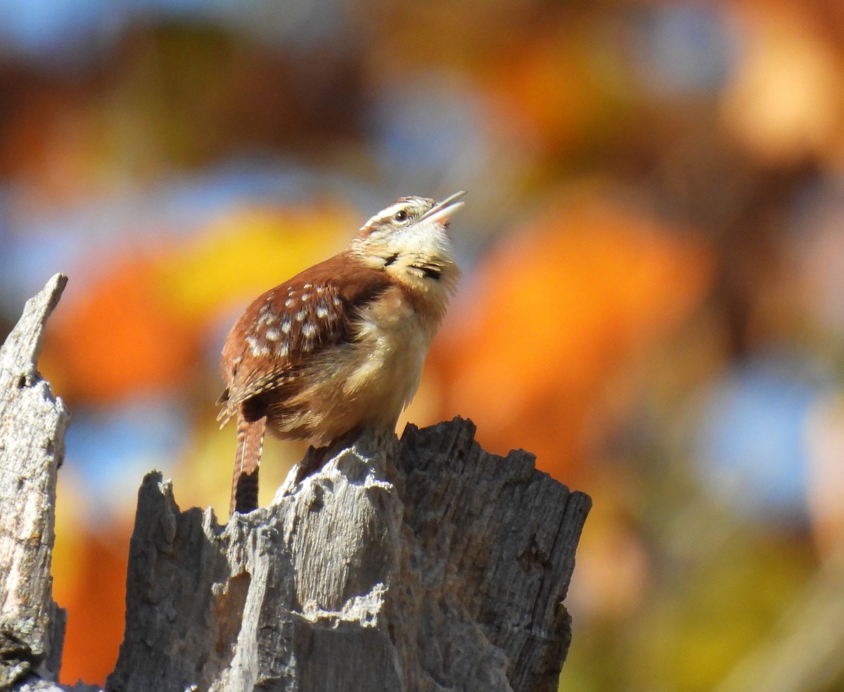 Carolina Wren - ML644681646
